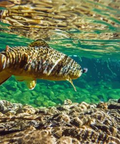 Brown Trout Fish Diamond Painting