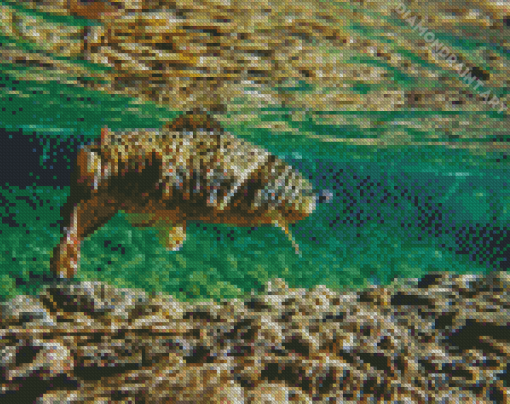 Brown Trout Fish Diamond Painting