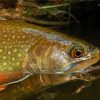 Close Up Brown Trout Diamond Painting