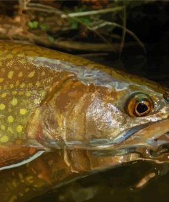 Close Up Brown Trout Diamond Painting