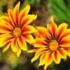 Close Up Gazania Flowers Diamond Painting