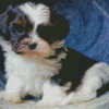 Cute Shih Tzu Black And White Diamond Painting