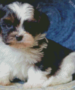 Cute Shih Tzu Black And White Diamond Painting