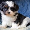 Cute Shih Tzu Black And White Diamond Painting