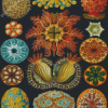 Ernst Haeckel Diamond Painting