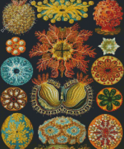 Ernst Haeckel Diamond Painting