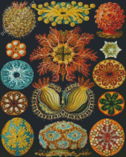 Ernst Haeckel Diamond Painting