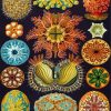 Ernst Haeckel Diamond Painting