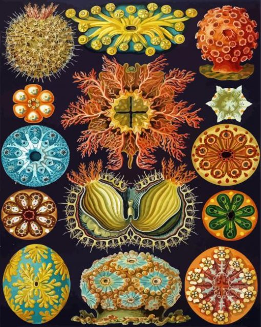 Ernst Haeckel Diamond Painting