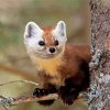 Cute Marten Animal Diamond Painting