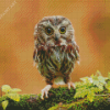 Owl Baby Bird Diamond Painting