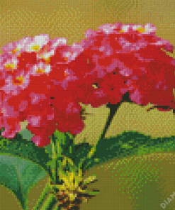 Pink Lantanas Flowers Diamond Painting