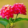 Pink Lantanas Flowers Diamond Painting