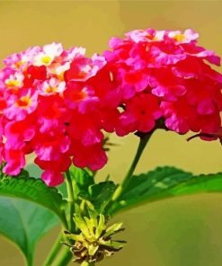 Pink Lantanas Flowers Diamond Painting