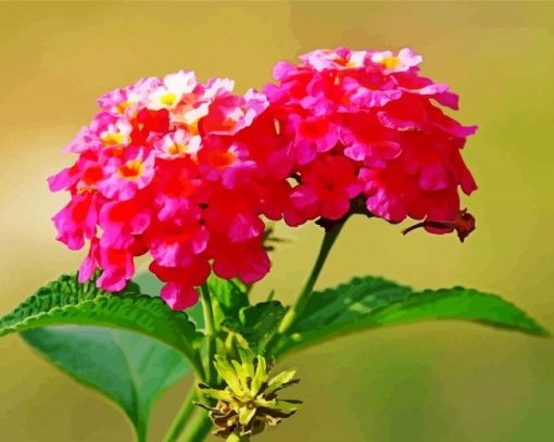 Pink Lantanas Flowers Diamond Painting