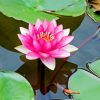 Pink Lotus Blossom Diamond Painting