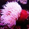 Pink Sea Anemone Diamond Painting