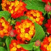 Red Orange Lantanas Flowers Diamond Painting