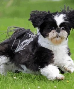 Shih Tzu Black And White Dog Diamond Painting