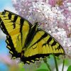 White Lantanas Flowers With Yellow Butterfly Diamond Painting