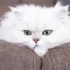 White Persian Cat Diamond Painting