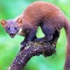 Wild Marten Animal Diamond Painting