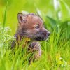 Wolf Baby Cub Diamond Painting