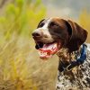 Aesthetic German Shorthaired Pointer Diamond painting