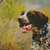 Aesthetic German Shorthaired Pointer Diamond painting