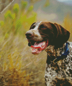 Aesthetic German Shorthaired Pointer Diamond painting