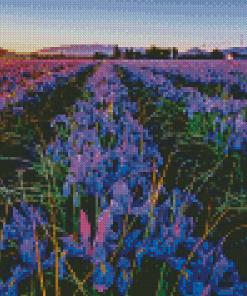 Aesthetic Iris Filed In Sunset Diamond painting