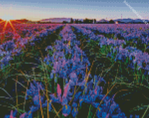 Aesthetic Iris Filed In Sunset Diamond painting