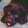 Baby Chocolate Lab Diamond Painting