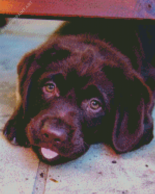 Baby Chocolate Lab Diamond Painting