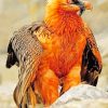 Bearded Vulture Diamond Painting