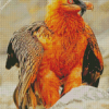 Bearded Vulture Diamond Painting