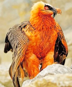 Bearded Vulture Diamond Painting