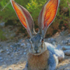 Big Eared Bunny Diamond Painting