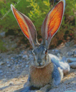 Big Eared Bunny Diamond Painting