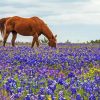 Bluebonnets And Brown Horse Diamond Painting