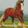 Brown Clydesdale Diamond Painting