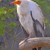 Canarian Egyptian Vulture Diamond Painting