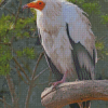 Canarian Egyptian Vulture Diamond Painting