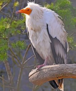 Canarian Egyptian Vulture Diamond Painting