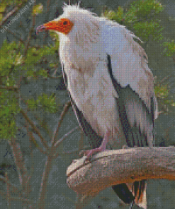 Canarian Egyptian Vulture Diamond Painting