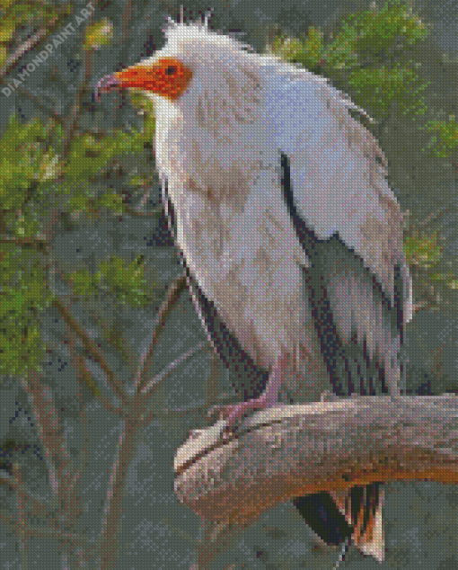 Canarian Egyptian Vulture Diamond Painting