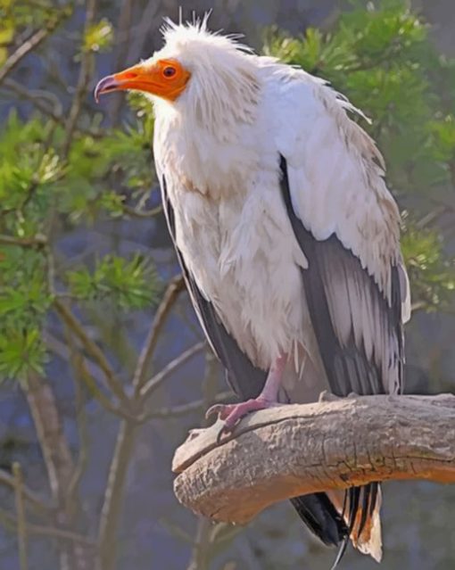 Canarian Egyptian Vulture Diamond Painting