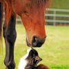 Cat And Horse In Farm Diamond Painting