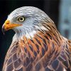 Close Up Red Kite Diamond Painting