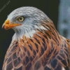 Close Up Red Kite Diamond Painting